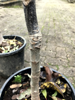 Echte Walnuss - Walnussbaum - Juglans regia - veredelt