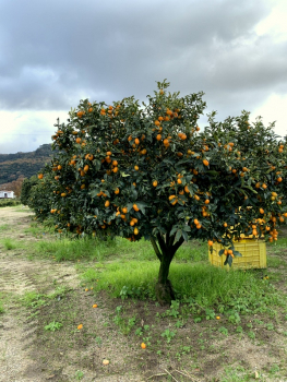 Indio Mandarinquat - grosse, süsse Kumquat - kernlos - essbare Schale - winterhart -8°C