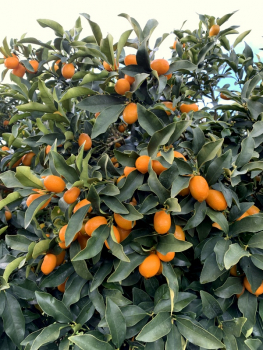 Indio Mandarinquat - grosse, süsse Kumquat - kernlos - essbare Schale - winterhart -8°C