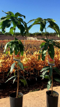 Mango - Mangifera indica - Mangobaum - veredelt - 180cm