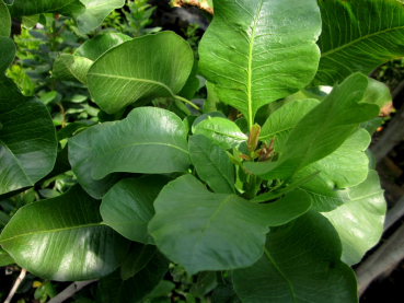 Pistacia vera