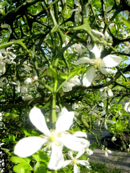 Dreiblättrige Orange - Poncirus trifoliata  Monstrosa 'Flying Dragon' - Bitterzitrone - 160cm