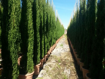 4x Mittelmeerzypresse 'Totem'  180cm- Säulenzypresse - Mittelmeer-Zypresse - Cupressus sempervirens 'Totem'