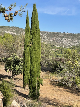 2x Mittelmeerzypresse 'Totem' 180cm  -Säulenzypresse - Mittelmeer-Zypresse - Cupressus sempervirens 'Totem'