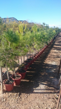 Mittelmeer-Pinie - Pinus Halepensis -170 cm
