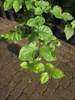 Arabischer Jasmin - Jasminum sambac 'Grand Duke of Tuscany'