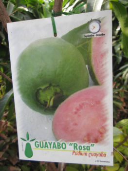 Echte Guave  -  Gelbe Guave -  Psidium guajava - 180cm