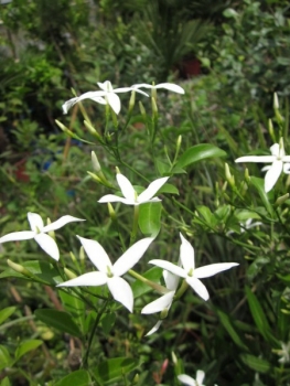 Echter Jasmin - Jasminum officinale