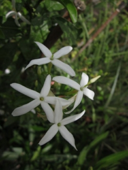 Echter Jasmin - Jasminum officinale