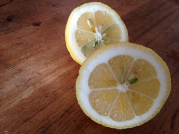 Süsse Zitrone  - Citrus limon 'dolce '- 160cm - Zitronenbaum - Limoncello-Zitrone