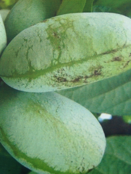 Indianerbanane - Asimina Triloba 'SUNFLOWER'- selbstfruchtend - Paw Paw -150cm