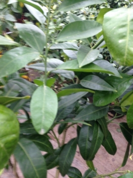 Tangelo 'Mapo' - Citrus reticulata x paradisi'