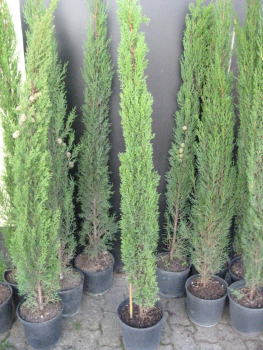 3x Mittelmeerzypresse - Säulenzypresse - Mittelmeer-Zypressen - 170cm  - Cupressus sempervirens
