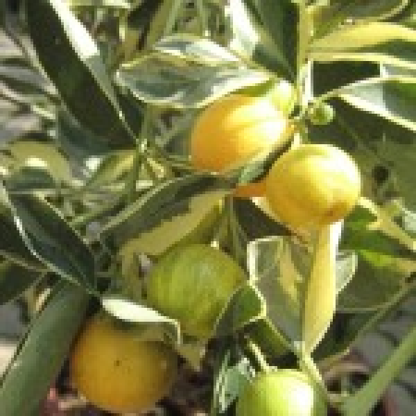 Panaschierte Calamondin - Citrus mitis 'variegata'- Buntlaubige Calamondin