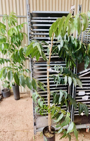 Pecannuss - Pecannussbaum - Carya illinoinensis 'Western Schley' - veredelt - 170cm