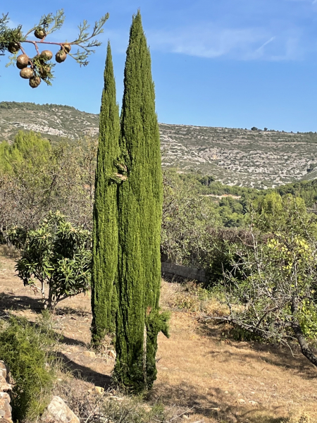 Mittelmeerzypresse 'Totem'  200cm - Säulenzypresse - Mittelmeer-Zypresse - Cupressus sempervirens 'Totem'