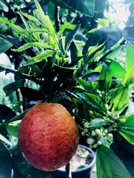 Blutorange Tarocco - Citrus sinensis 'tarocco' - 170cm - Blutorangenbaum