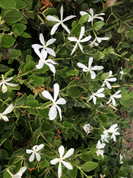 Natalpflaume - Carissa macrocarpa