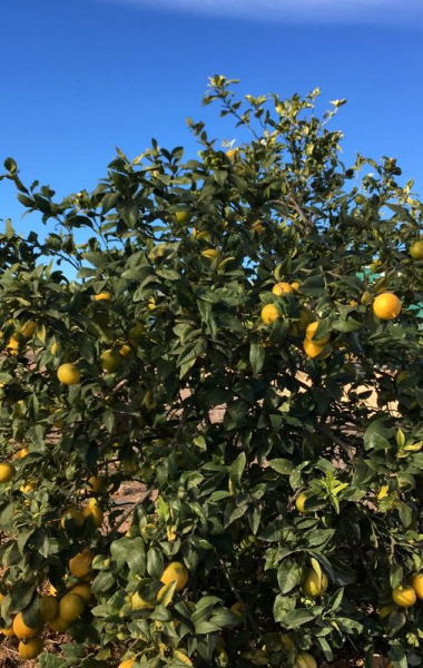 Bergamotte - Citrus bergamia 'fantastico' - 160cm