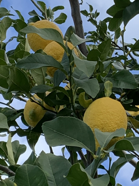 Süsse Zitrone  - Citrus limon 'dolce '- 160cm - Zitronenbaum - Limoncello-Zitrone