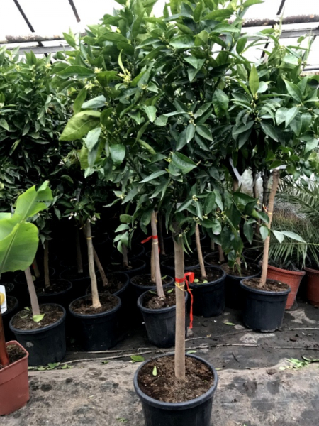 Mandarine - Mandarinenbaum - Citrus reticulata - Hochstamm 160cm - extra