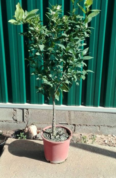 Orangenbaum - Citrus sinensis - 130cm