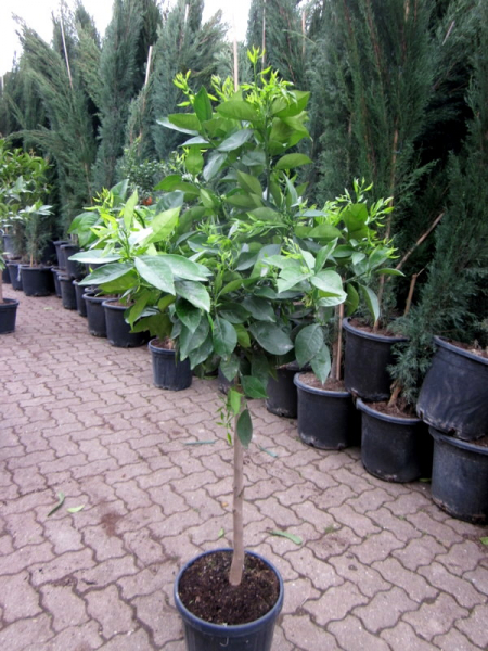 Orangenbaum - Citrus sinensis - 150cm - extra