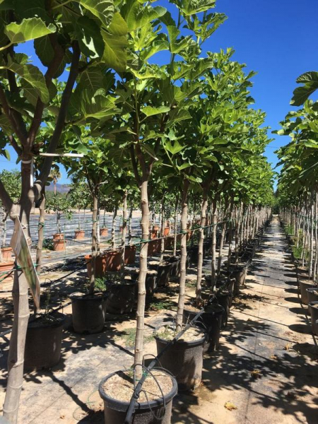 Ficus carica 'Brown turkey'