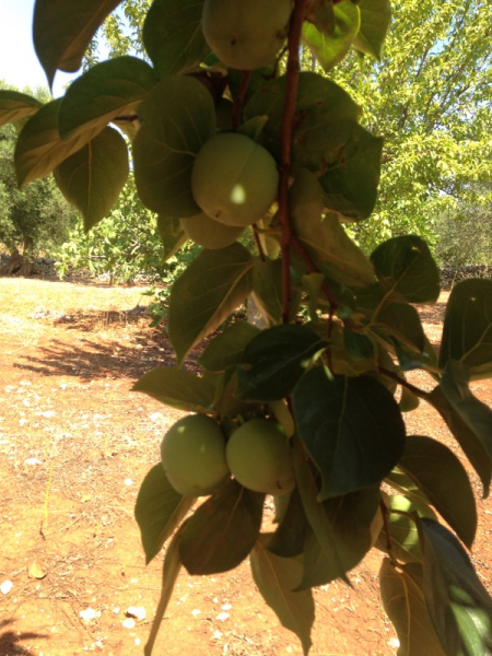 Kaki Tipo -  Diospyros Kaki 'Tipo'