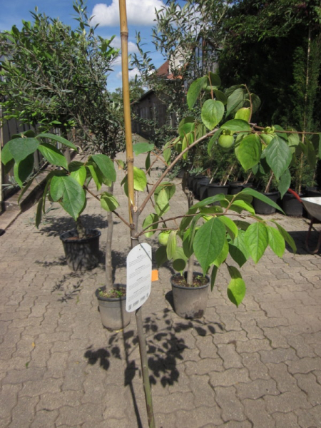 Diospyros kaki 'rojo brillante'