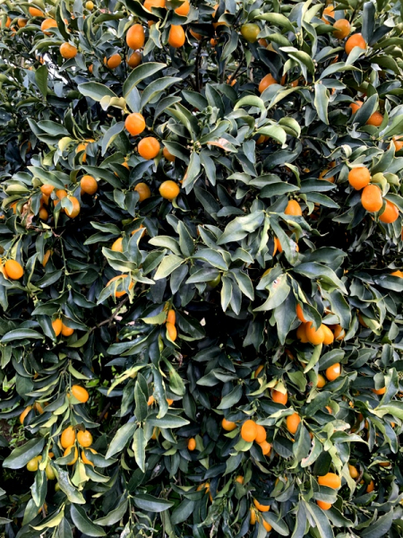 Ovale Kumquat -  Fortunella margarita - 140cm -  Hochstamm