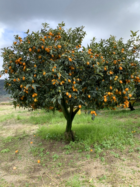 Ovale Kumquat -  Fortunella margarita - 140cm -  Hochstamm