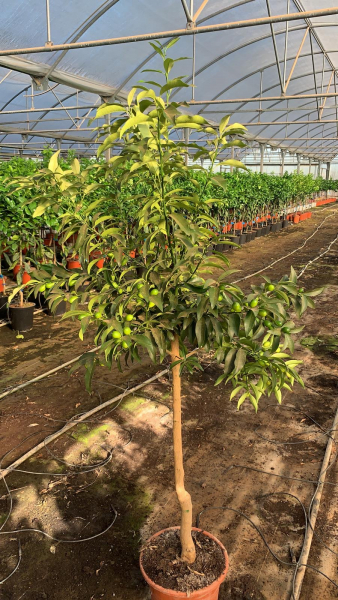 Limequat - Citrus aurantifolia x Fortunella margarita - 170cm -