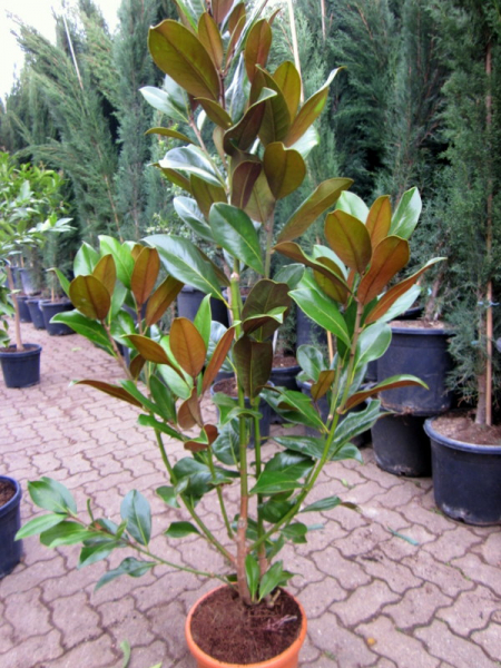 Zitronenlust - Onlineshop für mediterrane Pflanzen und Bäume - Magnolie,magnolia  grandiflora