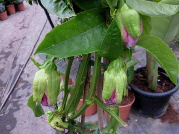 Riesen-Granadilla - Maracuja - Passionsfrucht - Passiflora quadrangularis - Passionsblume