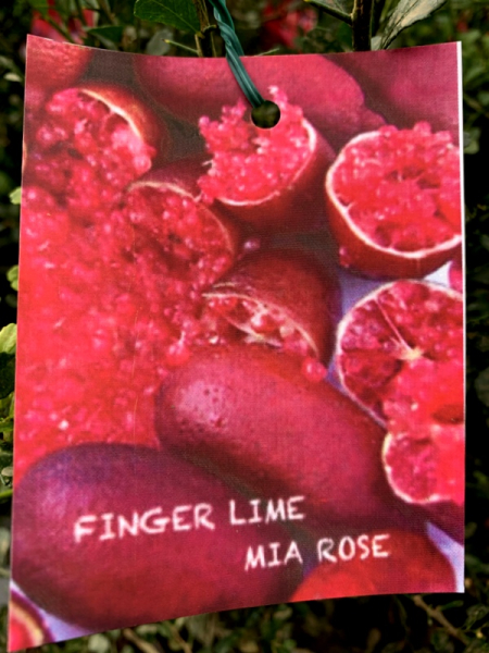 Australische Fingerlimette - 100 cm Microcitrus australasica 'PINK RED MIA ROSE'-  Kaviarlimette