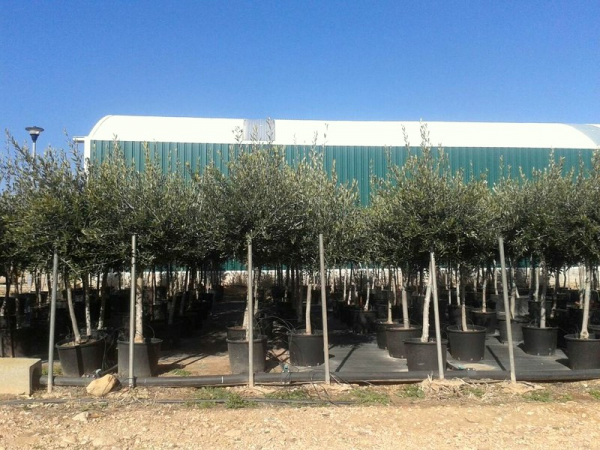 Olivenbaum - Olive - Olea europeae 180cm -- Stammumfang 12-14cm