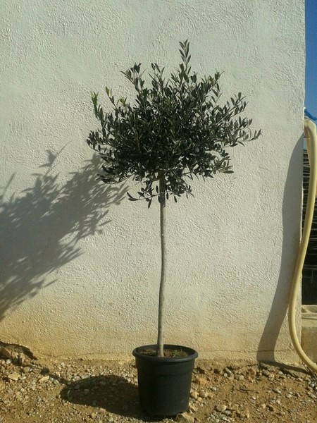 Olivenbaum - 170cm - Olive - Olea europeae - Stammumfang 10cm