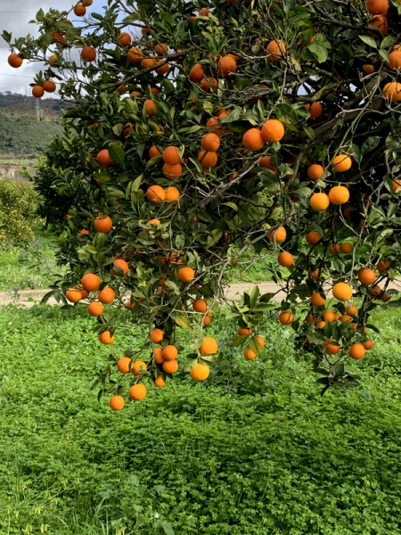 Orangenbaum - Citrus sinensis - 150cm - extra