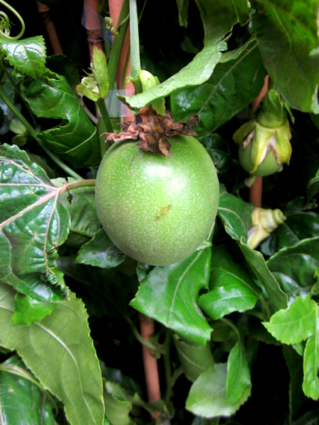 Passiflora quadrangularis, Purpurgrenadilla