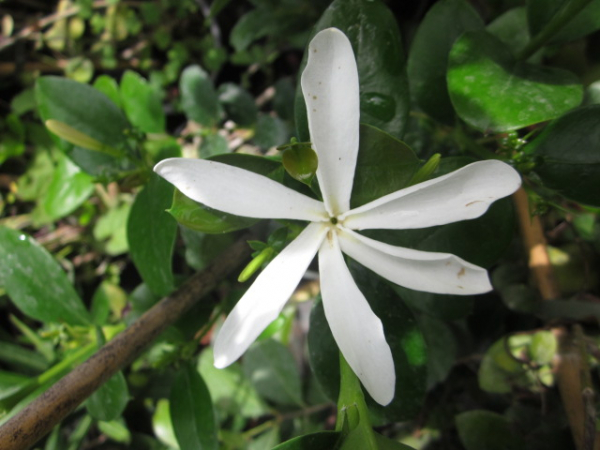 Natalpflaume - Carissa macrocarpa