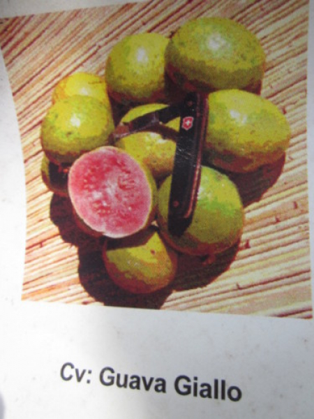 Gelbe Guave (Psidium Guajava)