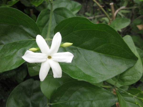 Arabischer Jasmin(Jasminum sambac)