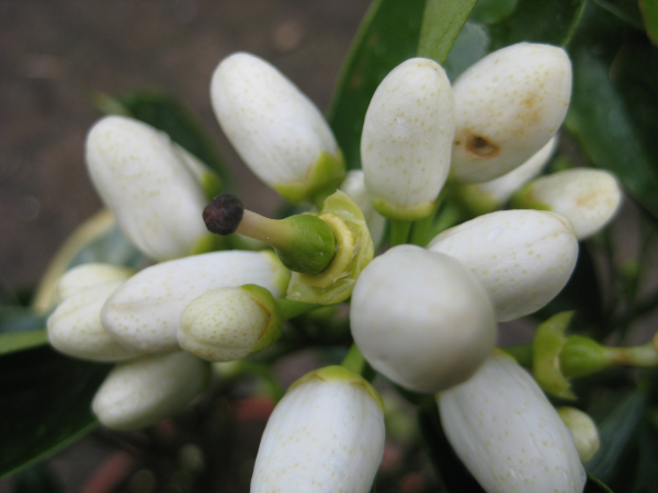 Citrus sinensis, Orangenbaum